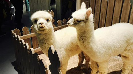 家居賣場開動物樂園，羊駝、土撥鼠等600只動物齊聚